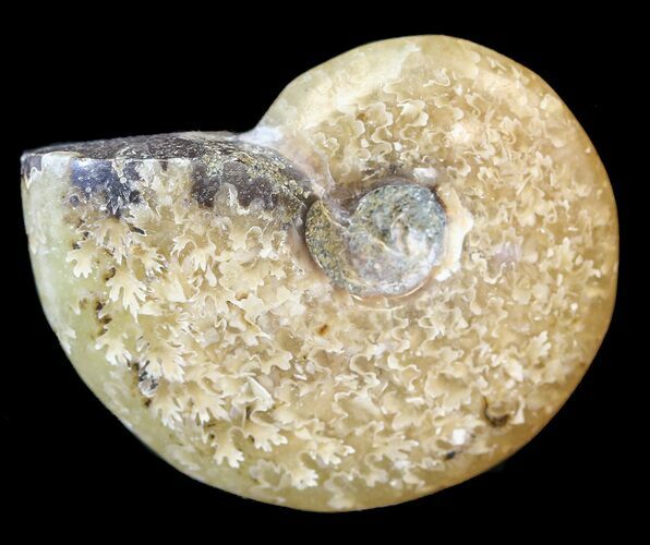 Cleoniceras Ammonite Fossil - Madagascar #44495